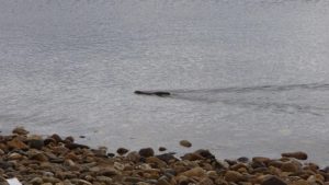 sea kayaking scotland otter