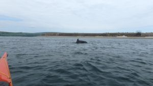 Dolphin Moray Firth