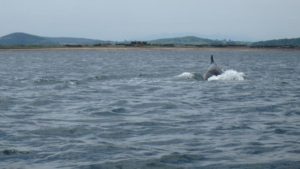 Bottlenose Dolphin