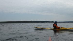Dolphin sea kayak