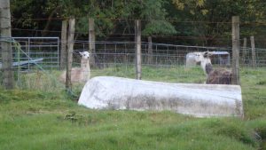 Lamas at Highland Farm